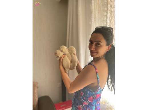 Maltipoo yavrularım sağlık ve ırk garantilidir 