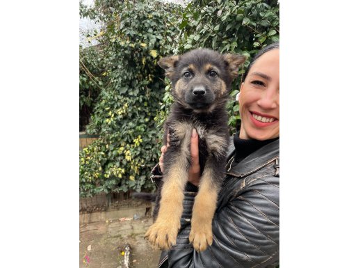 Alman kurdu yavrularım sağlık ve ırk garantilidir 