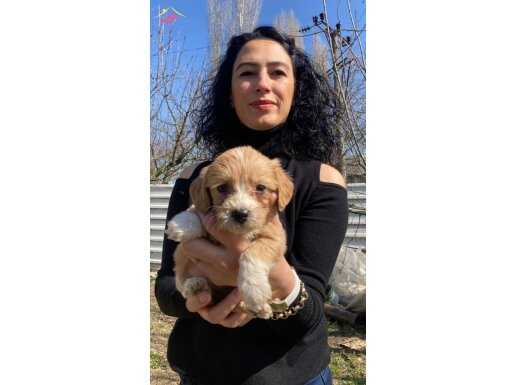 F2 Maltipoo yavrularım sağlık ve ırk garantilidir 