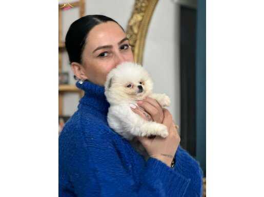 Pomeranian Boo yavrularım sağlık ve ırk garantilidir