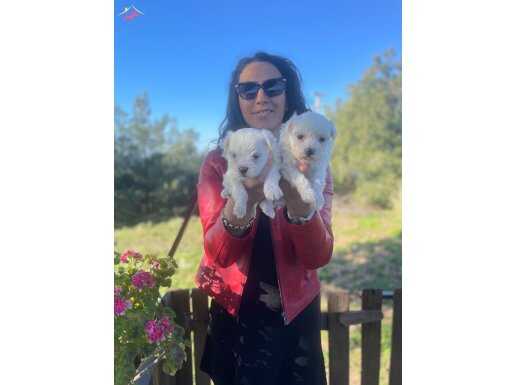 Maltese terrier yavrularım sağlık ve ırk garantilidir 