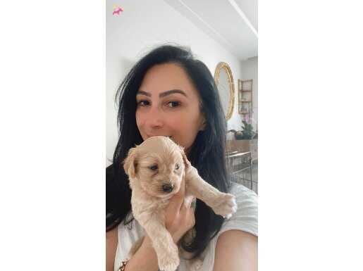 Maltipoo yavrularım sağlık ve ırk garantilidir 