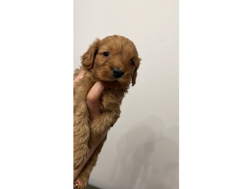 Maltipoo yavrularım sağlık ve ırk garantilidir 
