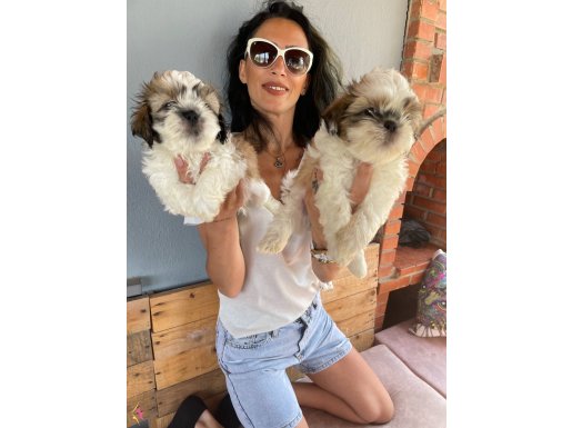 Shıh Tzu yavrularım sağlık ve ırk garantilidir 