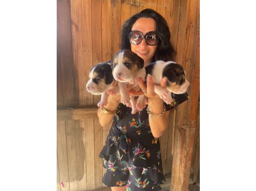 Beagle yavrularım sağlık ve ırk garantilidir 