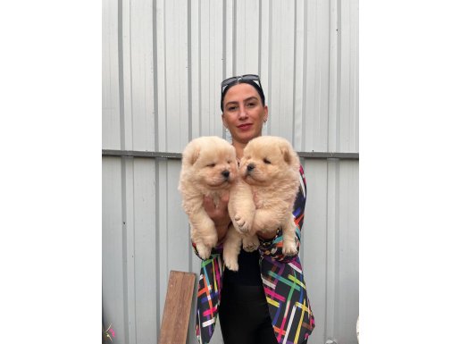 Chowchow yavrularım sağlık ve ırk garantilidir 