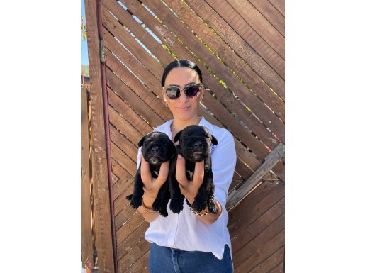 Cane Corso ya ruhlarım sağlık ve ırk garantilidir