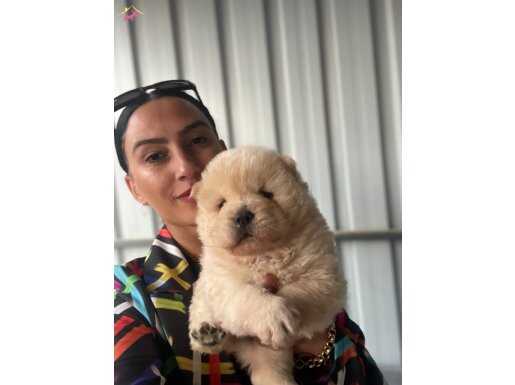 Chowchow yavrularım sağlık ve ırk garantilidir 