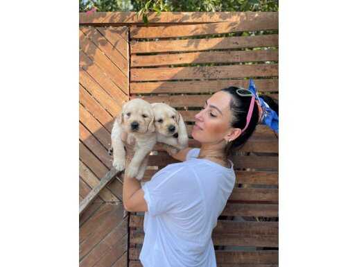 Golden yavrularım sağlık ve ırk garantilidir 