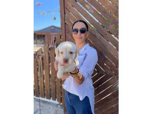 Labrador yavrularım sağlık ve ırk garantilidir 