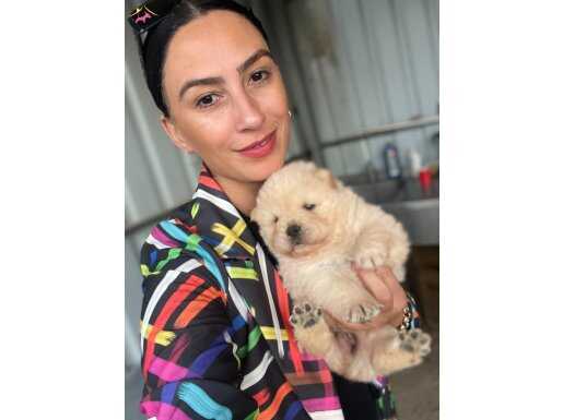 Chowchow yavrularım sağlık ve ırk garantilidir 