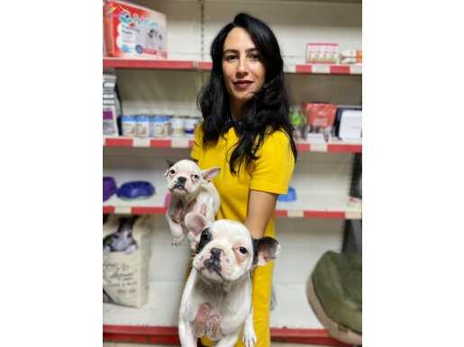 French buldog yavrularım sağlık ve ırk garantilidir 