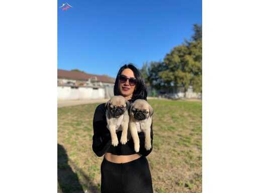 Pug yavrularım sağlık ve ırk garantilidir 