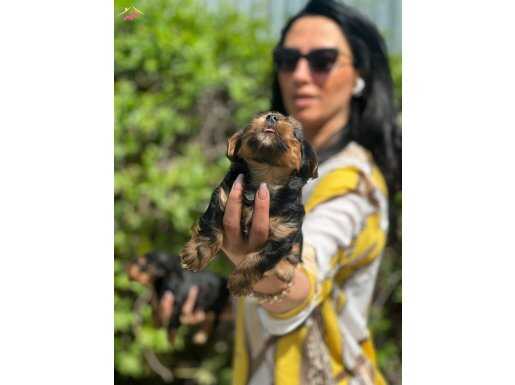 Miniminnak beneklerim ped eğitimli