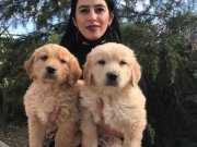 Golden yavrularım sağlık ve ırk garantilidir 