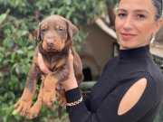 Doberman yavrularım sağlık ve ırk garantilidir 