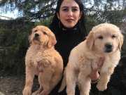 Golden yavrularım sağlık ve ırk garantilidir 