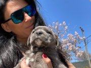 Cane Corso yavrularım sağlık ve ırk garantilidir 