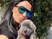 Cane Corso Blue ve siyah yavrularım sağlık ve ırk garantilidir