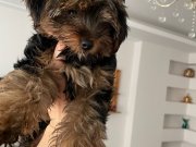 Yorkshire yavrularım sağlık ve ırk garantilidir 