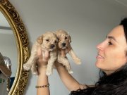 Maltipoo  yavrularım sağlık ve ırk garantilidir 