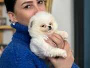 Pomeranian Boo yavrularım sağlık ve ırk garantilidir