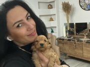 Maltipoo  ev üretimi yavrularım sağlık ve ırk garantilidir