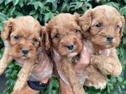 Yavrularım sağlık ve ırk garantilidir 