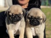 Pug yavrularım sağlık ve ırk garantilidir 