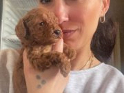 Poddle yavrularım ırk ve sağlık garantilidir