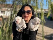 Karbeyaz Maltese  bebeklerim sağlık ve ırk garantilidir 