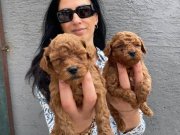 Ped Disiplini Kazanmış Koyu Kızıl Toy Poodle Yavrularım