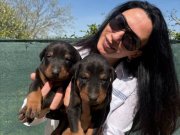 Doberman yavrularım sağlık ve ırk garantilidir 