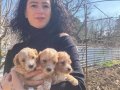 Maltipoo dişi ve erkek yavrularım sağlık ve ırk garantilidir