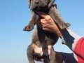 Cane Corso yavrularım sağlık ve ırk garantilidir 