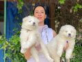 Samoyed yavrularım sağlık ve ırk garantilidir 