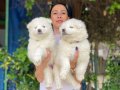 Samoyed yavrularım sağlık ve ırk garantilidir 
