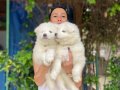 Samoyed yavrularım sağlık ve ırk garantilidir 