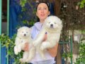 Samoyed yavrularım sağlık ve ırk garantilidir 
