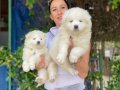 Samoyed yavrularım sağlık ve ırk garantilidir 