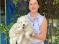 Samoyed yavrularım sağlık ve ırk garantilidir 