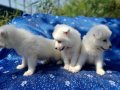 Samoyed yavrularım sağlık ve ırk garantilidir 