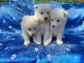 Samoyed yavrularım sağlık ve ırk garantilidir 