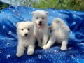 Samoyed yavrularım sağlık ve ırk garantilidir 