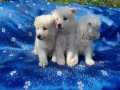 Samoyed yavrularım sağlık ve ırk garantilidir 