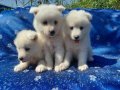 Samoyed yavrularım sağlık ve ırk garantilidir 