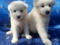 Samoyed yavrularım sağlık ve ırk garantilidir 