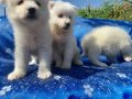 Samoyed yavrularım sağlık ve ırk garantilidir 