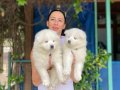 Samoyed yavrularım sağlık ve ırk garantilidir 