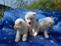 Samoyed yavrularım sağlık ve ırk garantilidir 